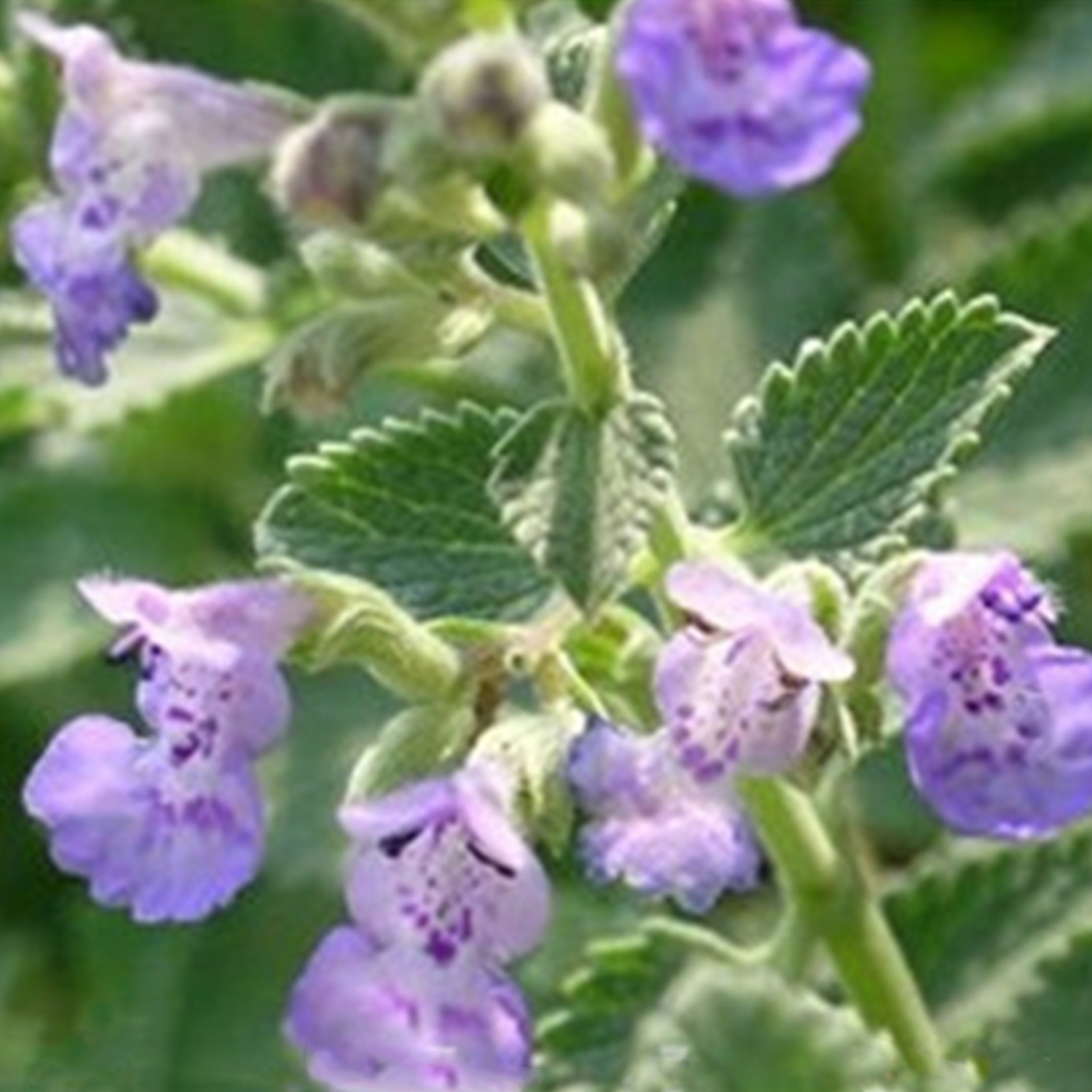 50pcs Catnip Seeds Herb Catnip Seeds Easy Growing Plant Green Seeds for Cat Garden. 
