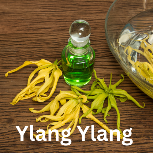 Harbiy mavzudagi porno