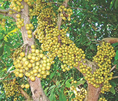 Latkan Tree Seeds -05 Pcs (লটকন গাছ এর বিজ). 