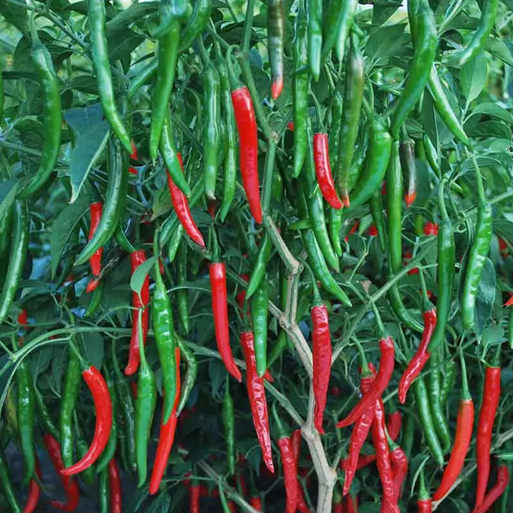 Hybrid morich super f1 Chilli 20 seeds. Bumper yield and sensational Original morich super f1, in just 45 days of all seasons. 
