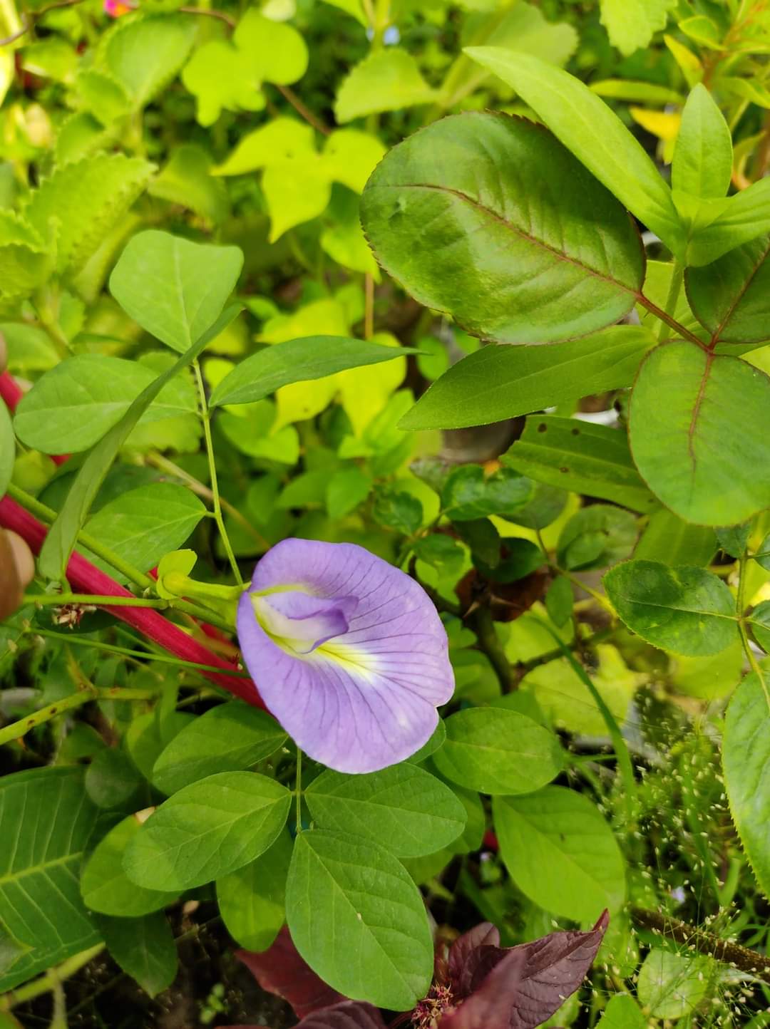 Multicolor Hybrid Aparajita Flower Seeds 10+ Pcs Seeds. 
