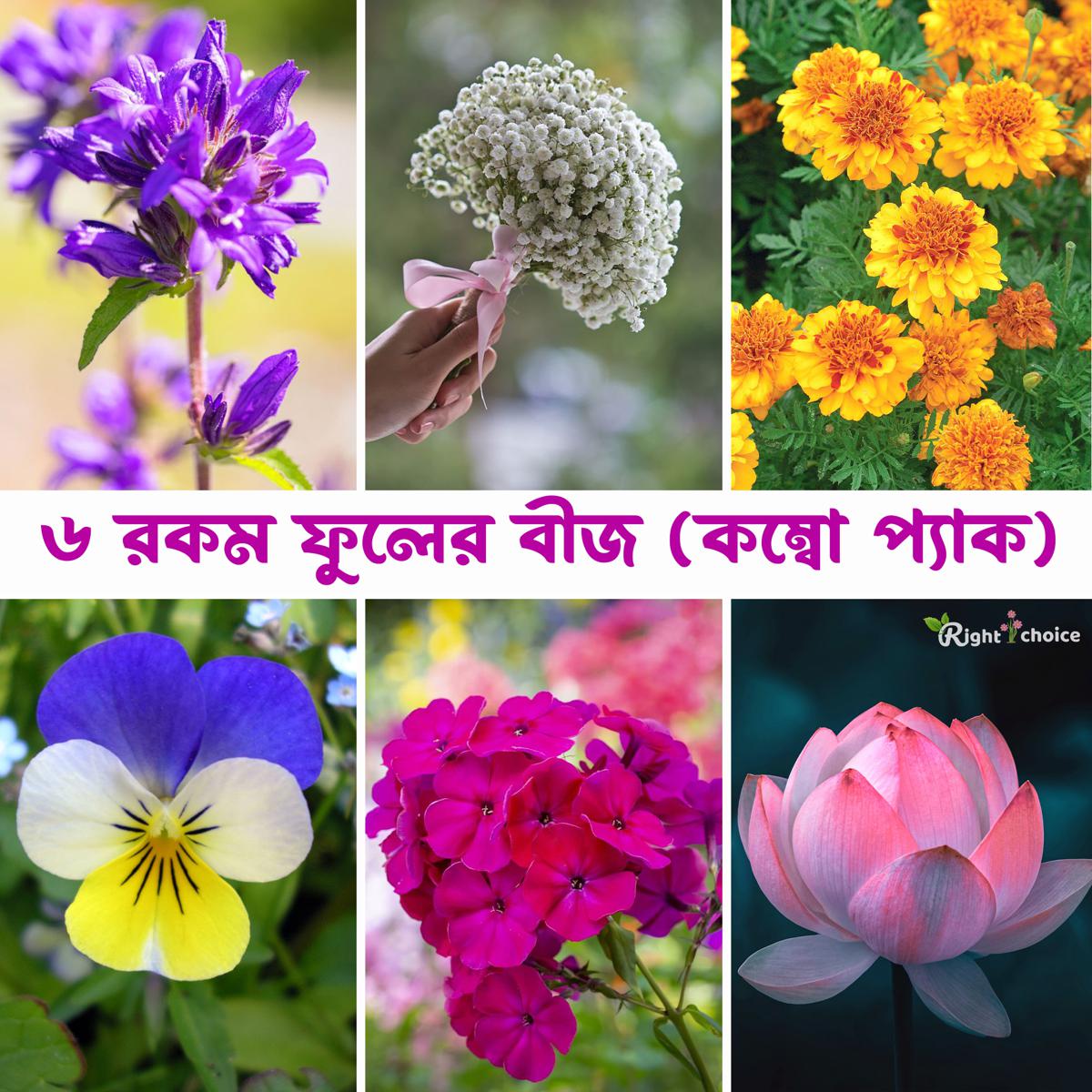 Flower combo pack 6 type 22 pice seeds (bellflower 4 pice + gypsy 4 oce+marigold 4 pice+phlox 4 pice +viola 4 pice +lotus flower 2 pice)