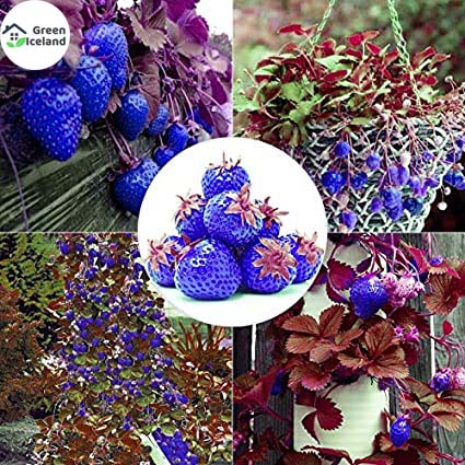 Blue Strawberry Seeds - 30 Pcs Seeds