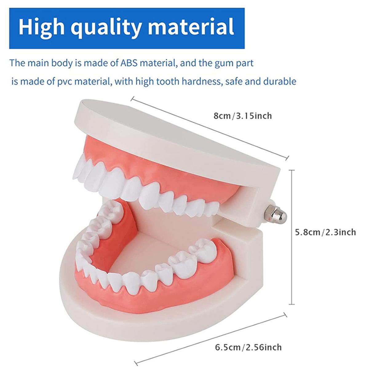 2 Pack Dental Mouth Model Human Teeth Model for Teaching Studying