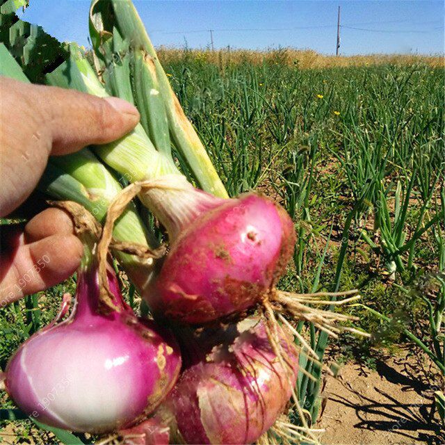 Onion Seeds Hybrid Quality (পিয়াজ বীজ ) Seeds 100 Pices (All Season Seeds). 