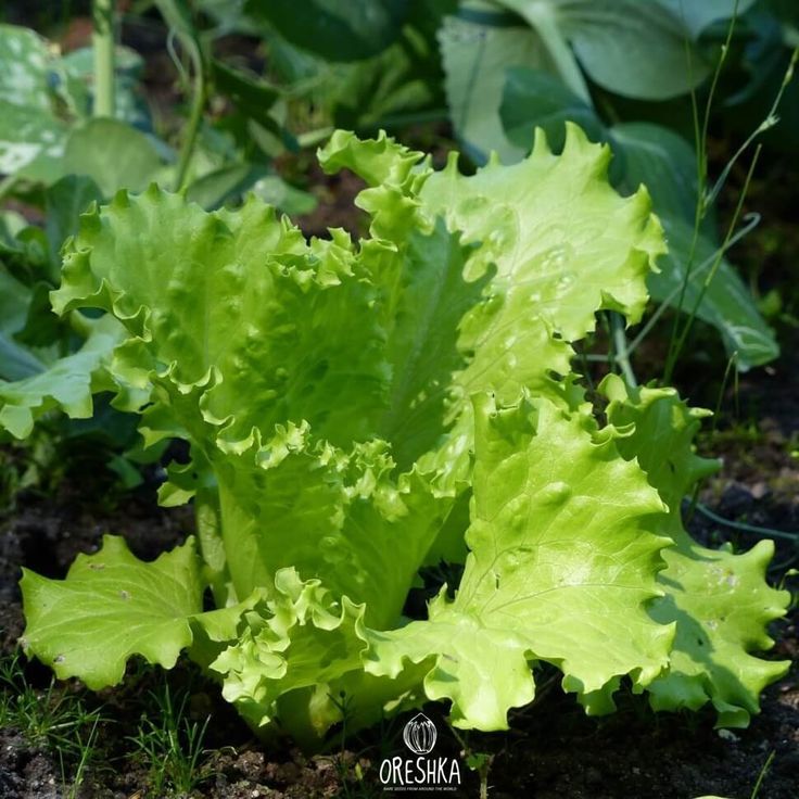 intake pack 50Pcs Letus seeds  Product Type:Bonsai Size:Mini Size:Large Size:Small Size:Medium Flowerpot:Excluded Cultivating Difficulty Degree:Very Easy Applicable Constellation:Sagittarius Style:Perennial Type:Foliage Plants Climate:Temperate Full-bloom. 
