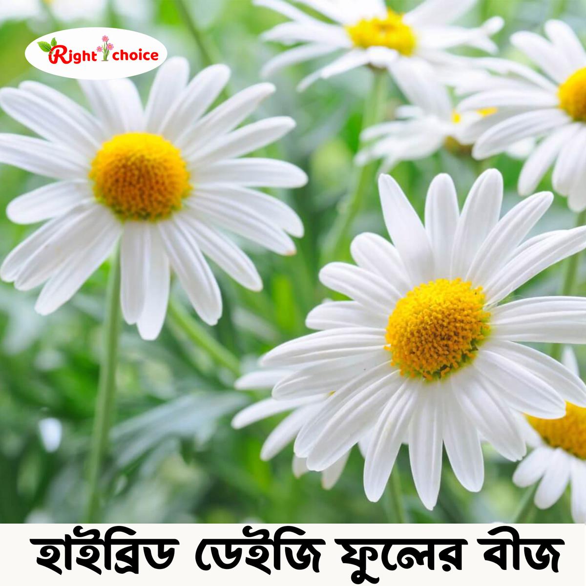 Daisy Flower Meaning In Bengali Best Flower Site