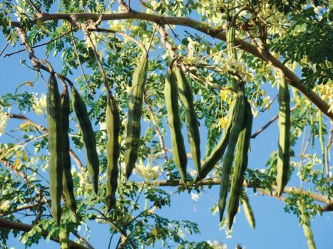 All seasons sojna seeds 5 pcs (Repack & 3 items gift).