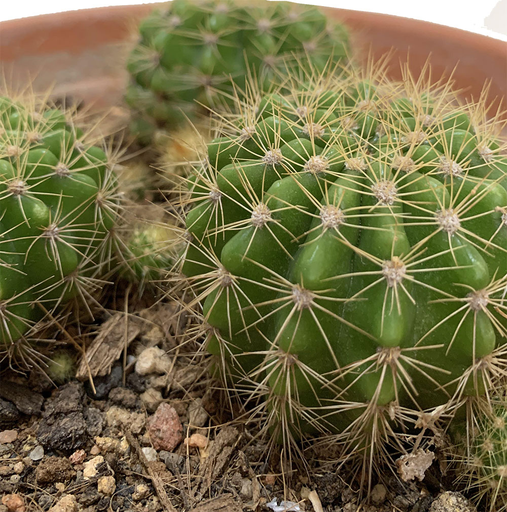 Lemon Ball Cactus With Tob. 