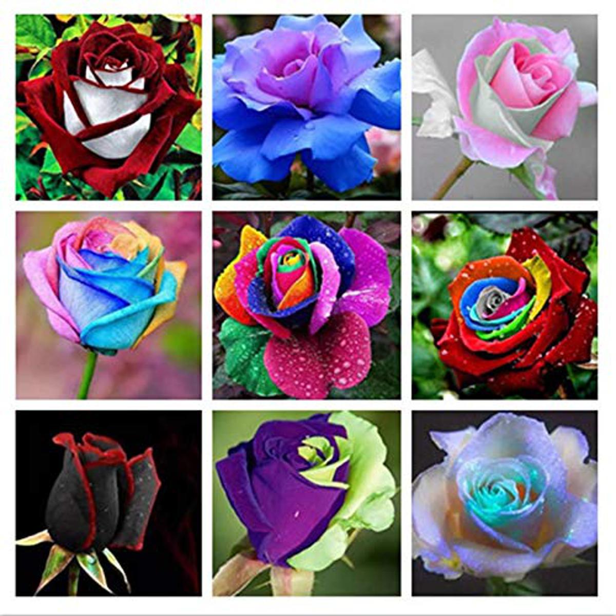 Rose Seeds Of Multicolor Colors - 20 peach seeds (Global Seeds)