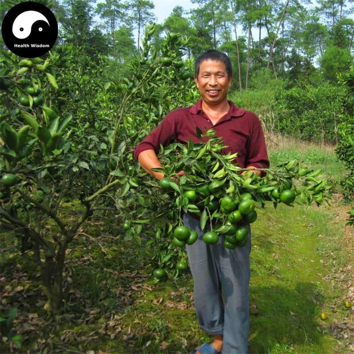 Bitter Orange Tree Semente  Plant & seeds  Citrus Aurantium For Aurantii Zhi Qiao