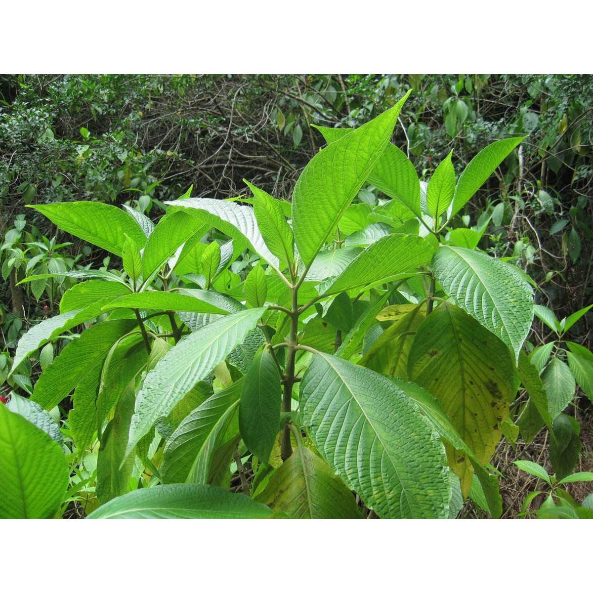 Basak Leaf Powder ( basak pata gura ) 100gm. 