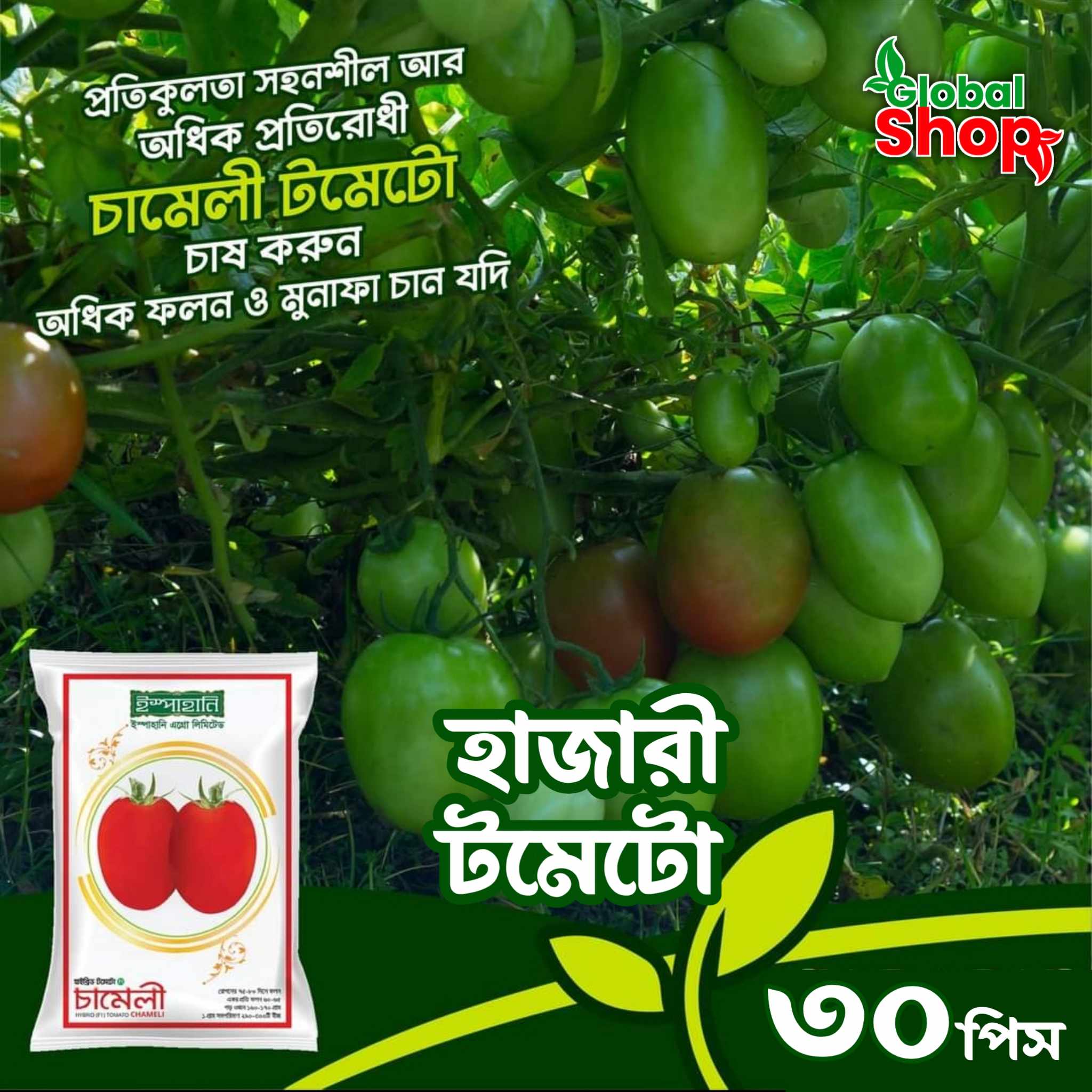 Testy And Juicy Hazari Tomato Seeds 30 Pices (All Season Tomato Seeds)