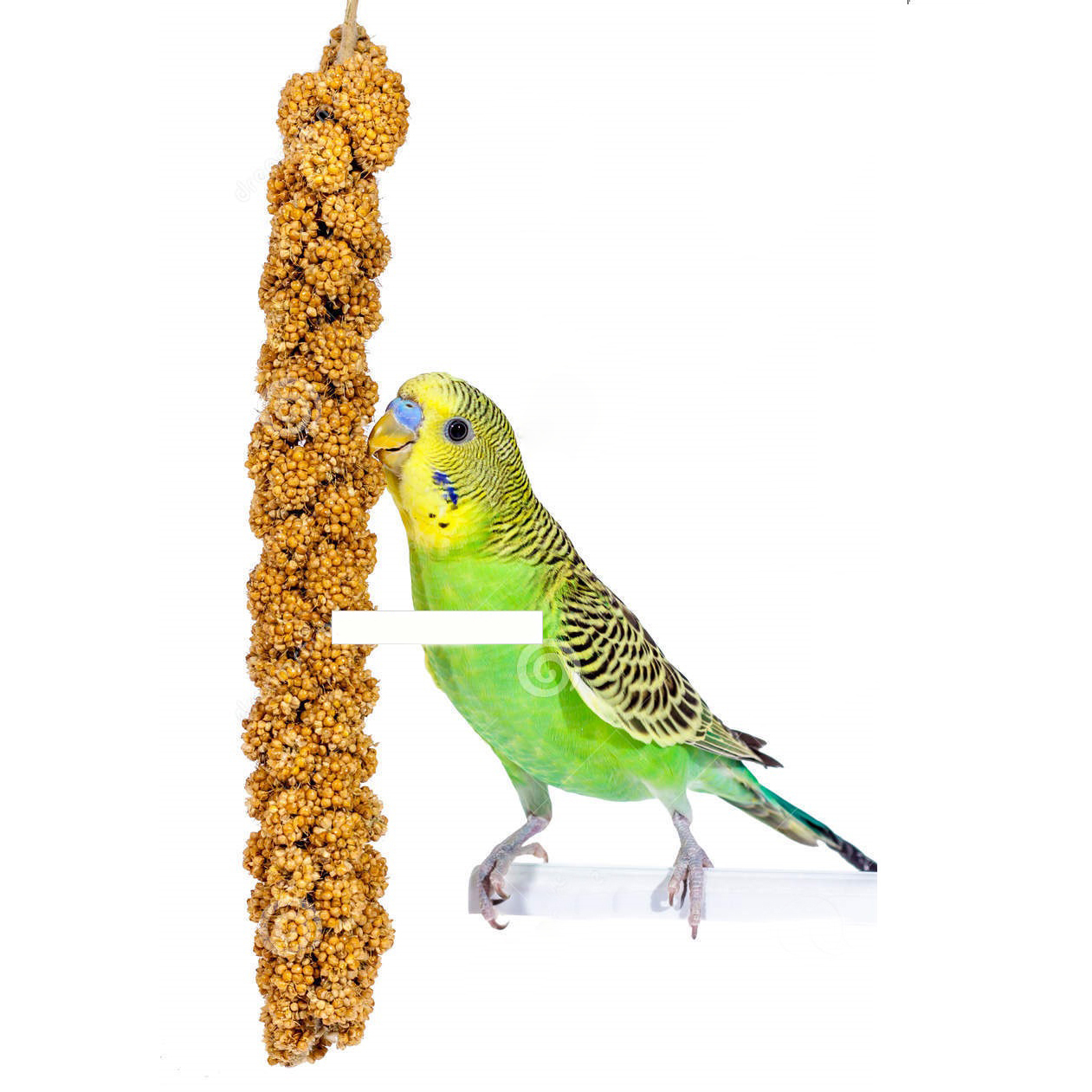 millet spray for parakeets